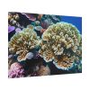 101875-177.jpg Coral Reef In The Ocean Poster