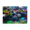 101875-55.jpg Colorful Reefs and Fish Poster