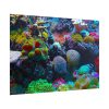 101875-57.jpg Colorful Reefs and Fish Poster