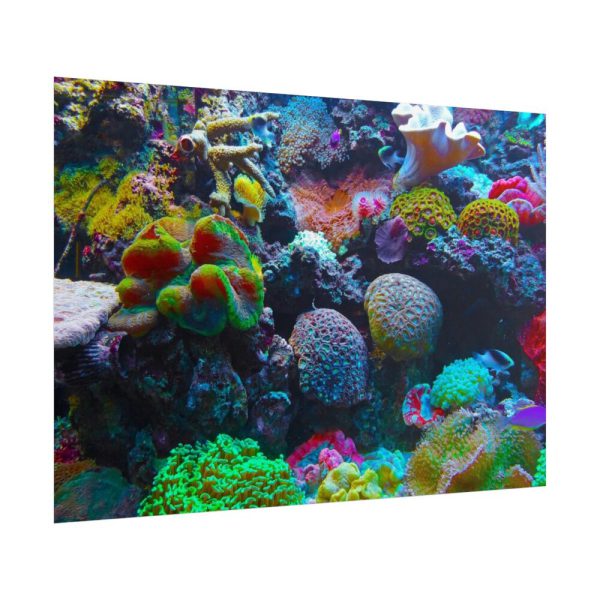 101875-57.jpg Colorful Reefs and Fish Poster