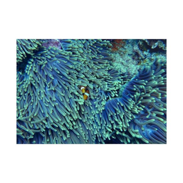 101875-60.jpg Hiding Clown Fish In Corals Poster