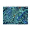 101875-61.jpg Hiding Clown Fish In Corals Poster