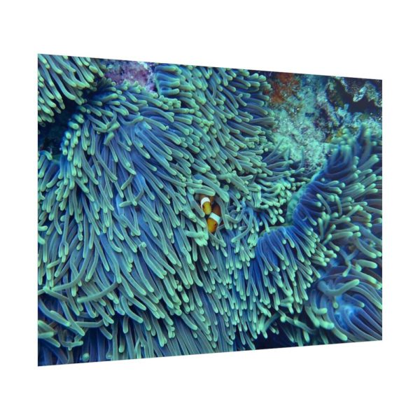 101875-62.jpg Hiding Clown Fish In Corals Poster
