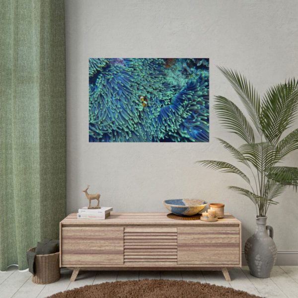 101875-63.jpg Hiding Clown Fish In Corals Poster