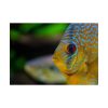 Yellow Exotic Fish Poster
