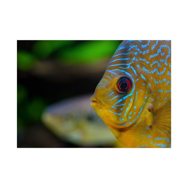 Yellow Exotic Fish Poster