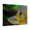 Yellow Exotic Fish Poster