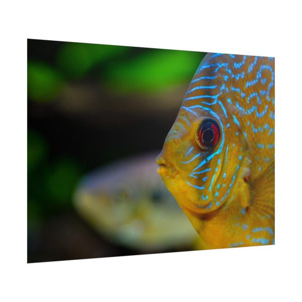 Yellow Exotic Fish Poster