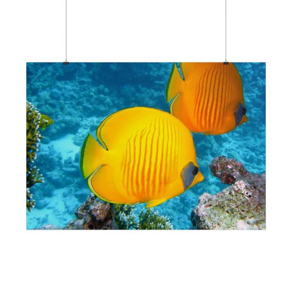 Exotic Fish Poster
