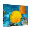 Exotic Fish Poster