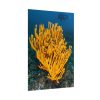 Yellow Corals Poster