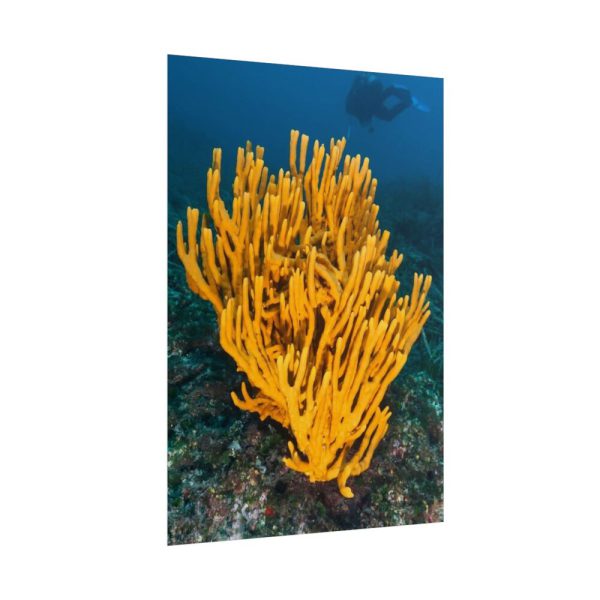 Yellow Corals Poster