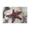 Red Knobbed Starfish Standard Canvas