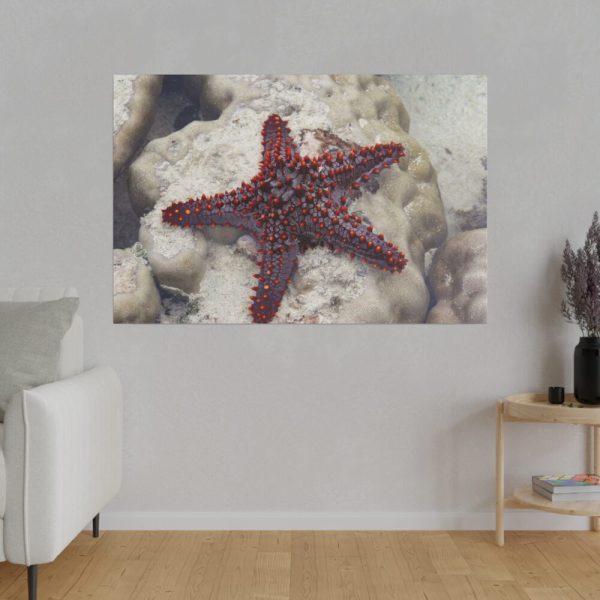 Red Knobbed Starfish Standard Canvas