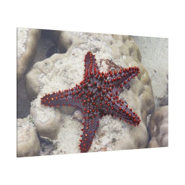 Red Knobbed Starfish Standard Canvas