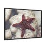 Red Knobbed Starfish Framed Canvas
