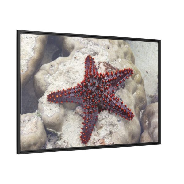 Red Knobbed Starfish Framed Canvas
