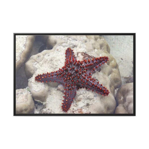 Red Knobbed Starfish Framed Canvas