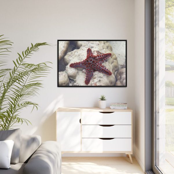 Red Knobbed Starfish Framed Canvas