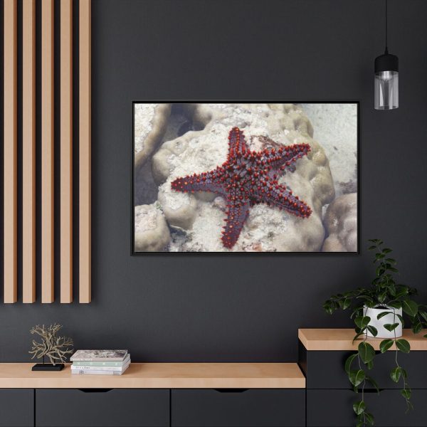 Red Knobbed Starfish Framed Canvas
