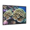 88289-170.jpg Coral Reef In The Ocean Framed Canvas