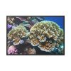 88289-171.jpg Coral Reef In The Ocean Framed Canvas