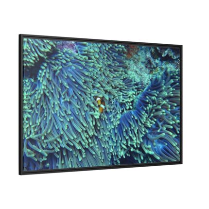 Hiding Clown Fish In Corals Framed Canvas