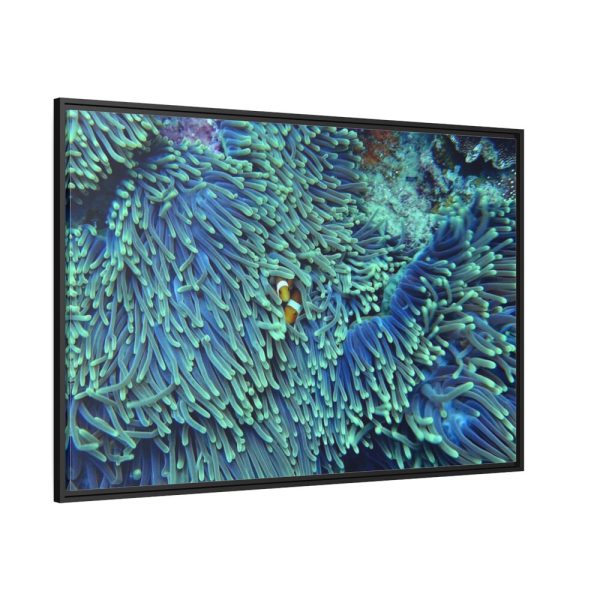 Hiding Clown Fish In Corals Framed Canvas