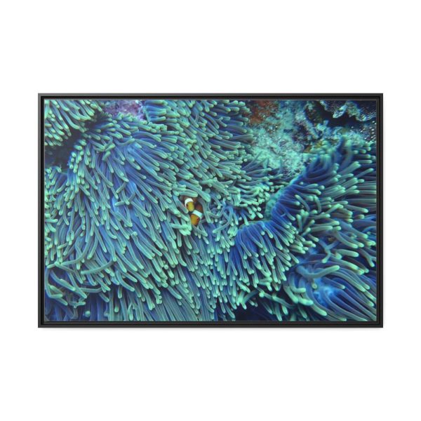Hiding Clown Fish In Corals Framed Canvas