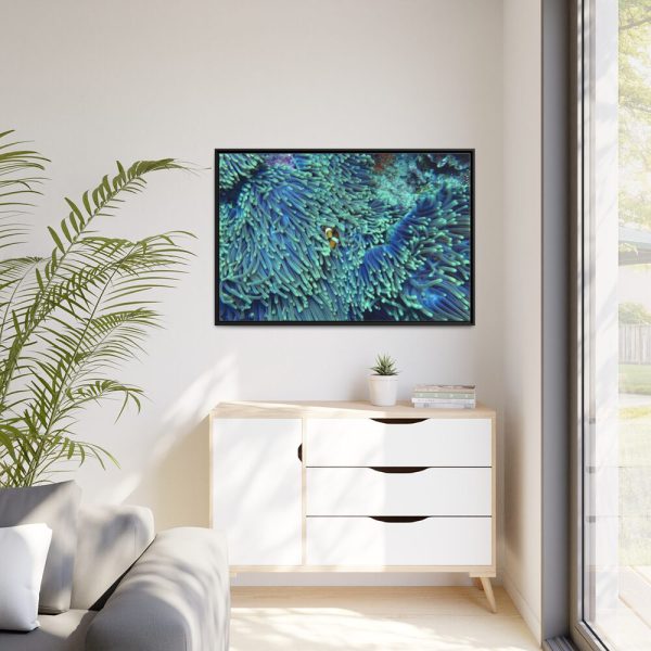 Hiding Clown Fish In Corals Framed Canvas