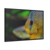 88289-75.jpg Yellow Exotic Fish Framed Canvas