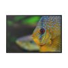 88289-76.jpg Yellow Exotic Fish Framed Canvas