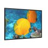 88289-80.jpg Exotic Fish Framed Canvas