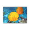 88289-81.jpg Exotic Fish Framed Canvas