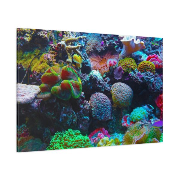 91638-55.jpg Colorful Reefs and Fish Standard Canvas