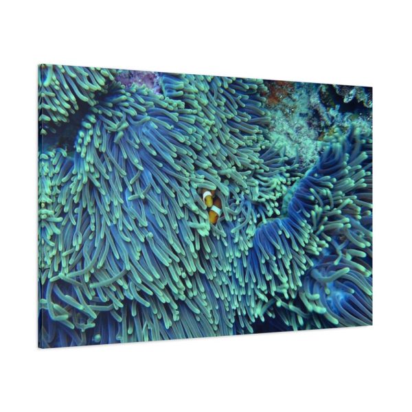 91638-60.jpg Hiding Clown Fish In Corals Standard Canvas