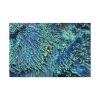 91638-61.jpg Hiding Clown Fish In Corals Standard Canvas