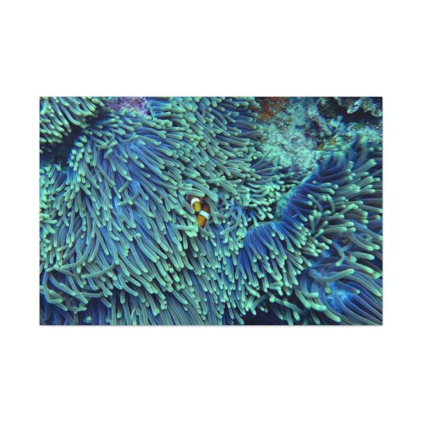91638-61.jpg Hiding Clown Fish In Corals Standard Canvas