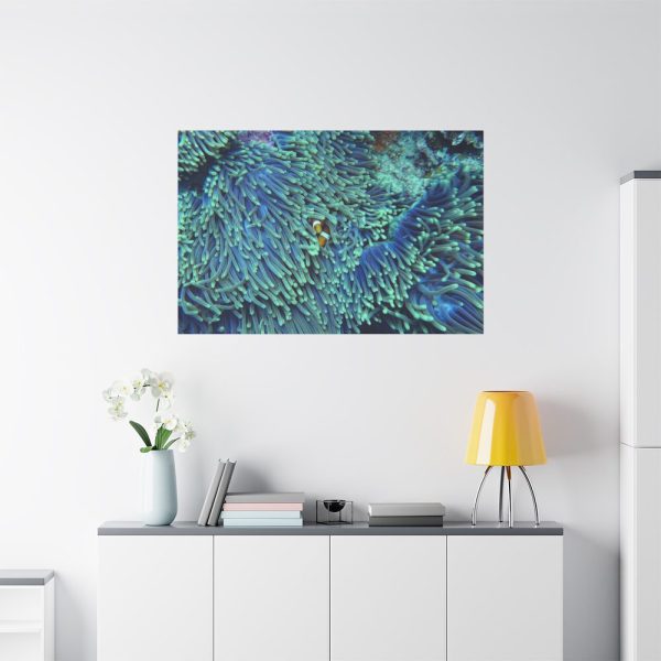 91638-62.jpg Hiding Clown Fish In Corals Standard Canvas