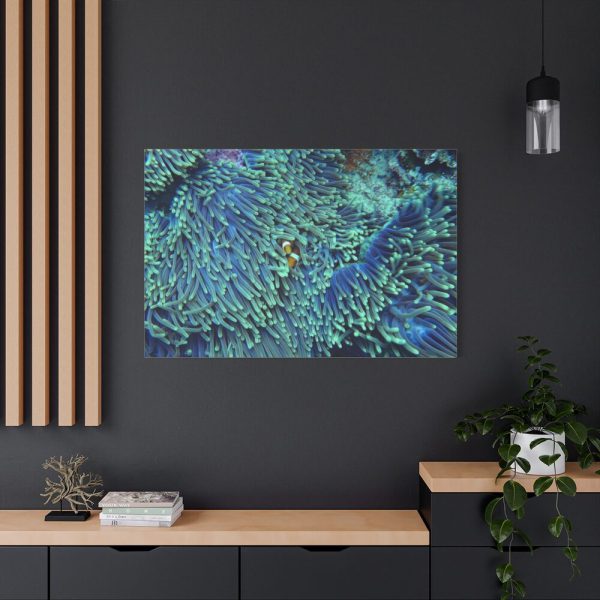 91638-63.jpg Hiding Clown Fish In Corals Standard Canvas