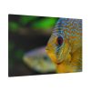 91638-70.jpg Yellow Exotic Fish Standard Canvas