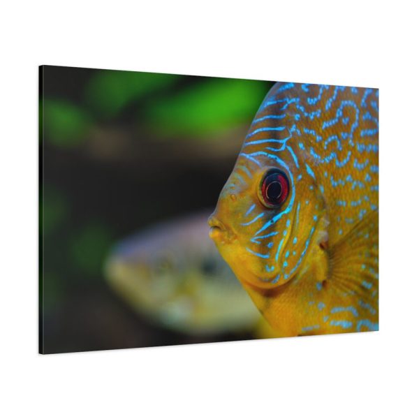 91638-70.jpg Yellow Exotic Fish Standard Canvas