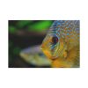 91638-71.jpg Yellow Exotic Fish Standard Canvas
