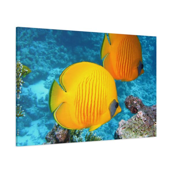 91638-75.jpg Exotic Fish Standard Canvas