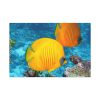 91638-76.jpg Exotic Fish Standard Canvas