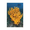 91655-11.jpg Yellow Corals Standard Canvas