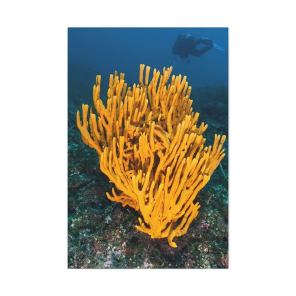 91655-11.jpg Yellow Corals Standard Canvas