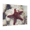Red Knobbed Starfish Poster