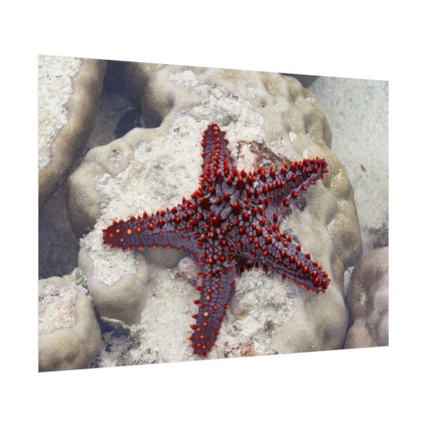 Red Knobbed Starfish Poster