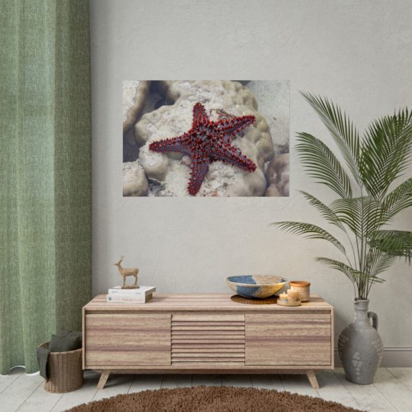 Red Knobbed Starfish Poster